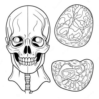 Anatomia Ja Fysiologia Varityssivu 37093-29333