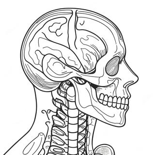 Anatomia Ja Fysiologia Varityssivu 37093-29334