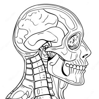 Anatomia Ja Fysiologia Varityssivu 37093-29336